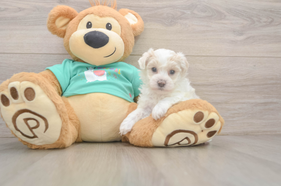 5 week old Maltipoo Puppy For Sale - Florida Fur Babies