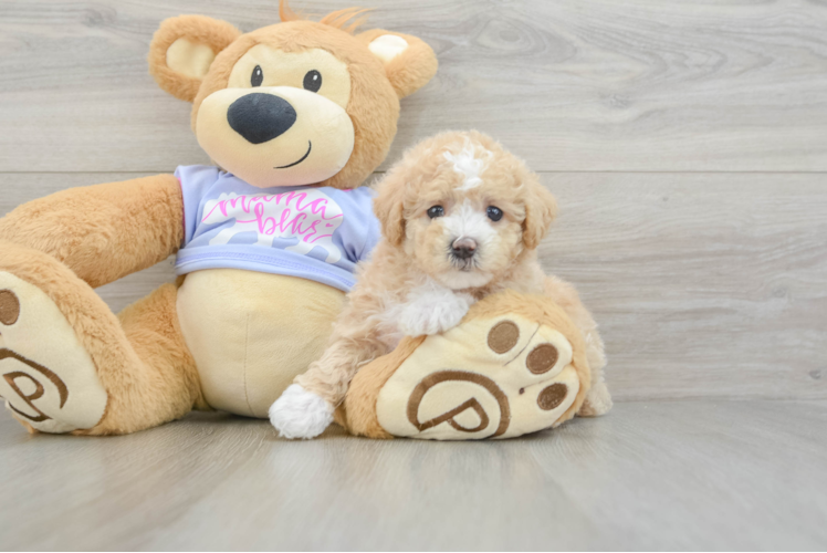 Cute Maltipoo Baby