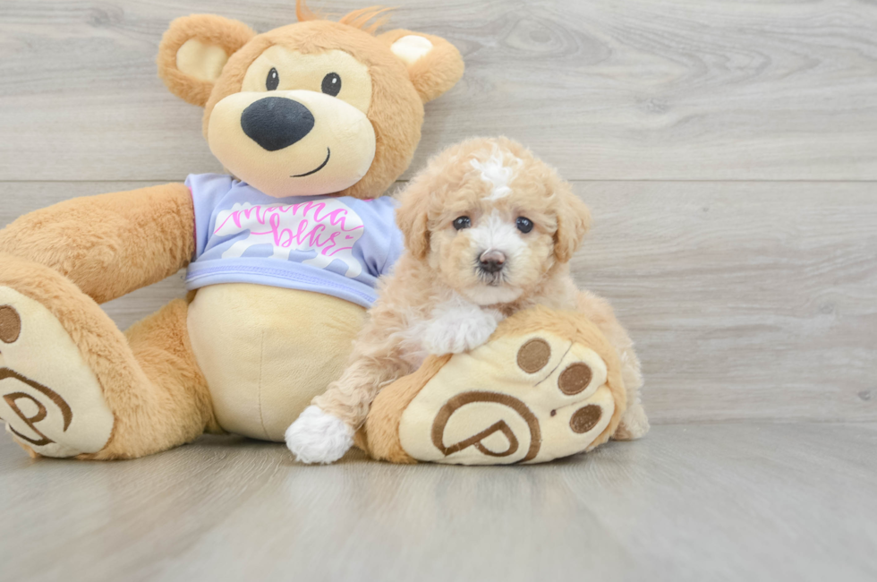 5 week old Maltipoo Puppy For Sale - Florida Fur Babies