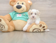 8 week old Maltipoo Puppy For Sale - Florida Fur Babies