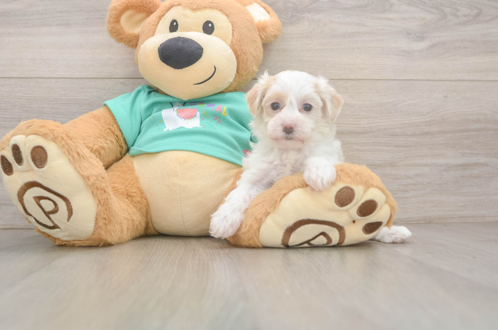 5 week old Maltipoo Puppy For Sale - Florida Fur Babies