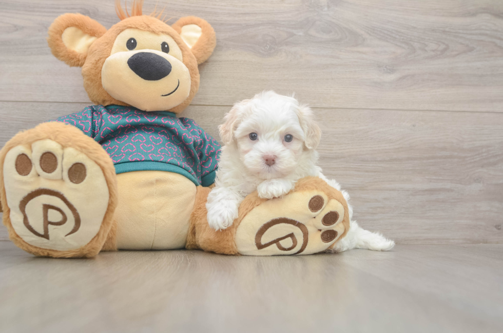 5 week old Maltipoo Puppy For Sale - Florida Fur Babies