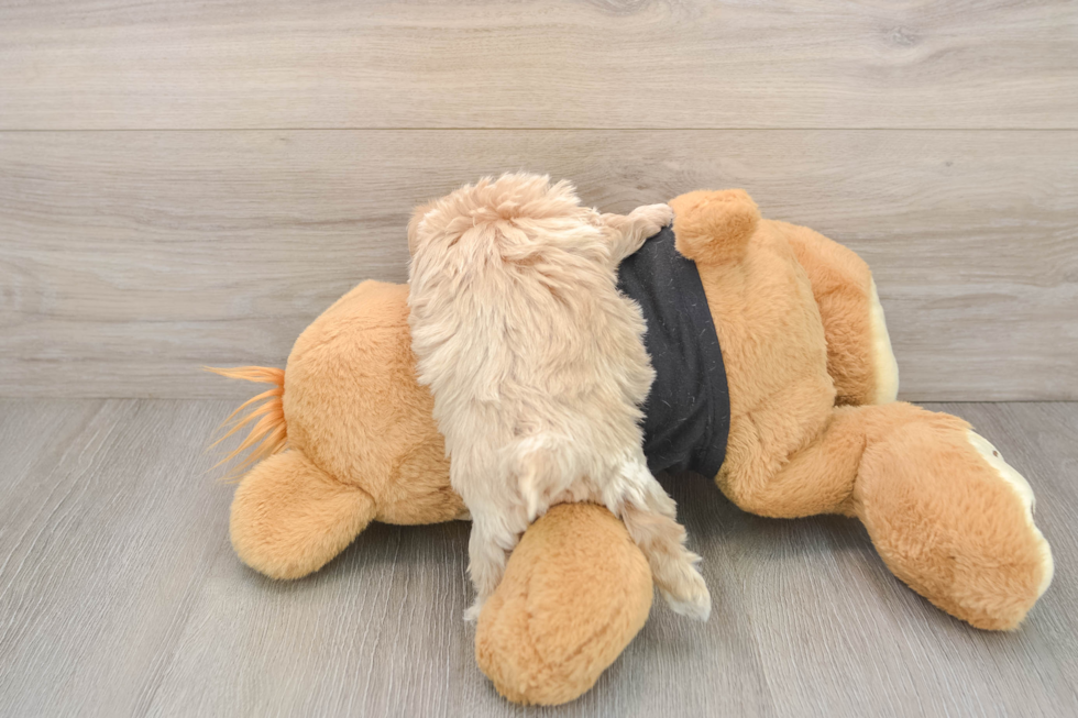 Little Multipoo Poodle Mix Puppy