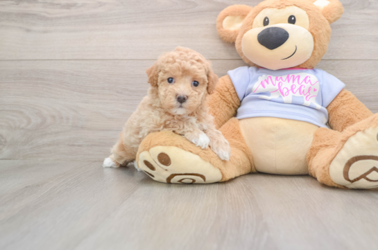 Maltipoo Pup Being Cute