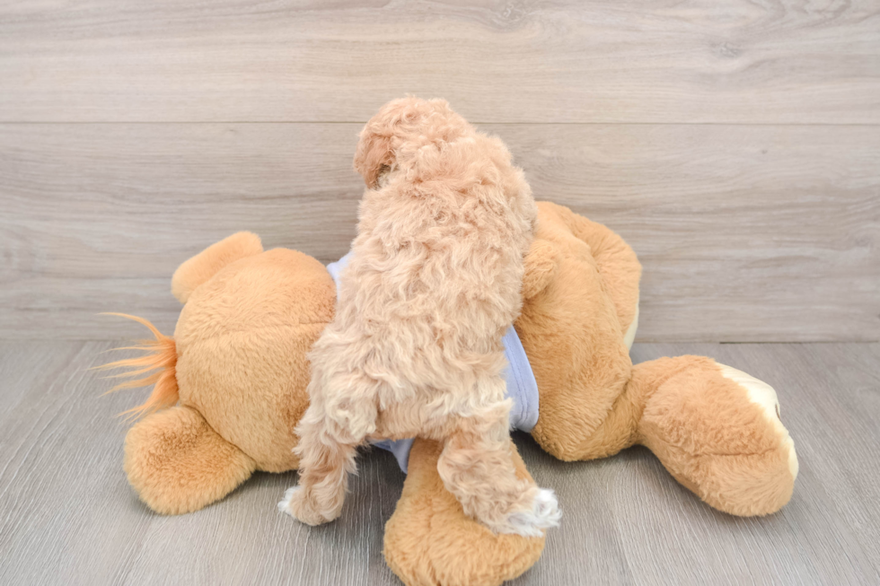 Maltipoo Puppy for Adoption