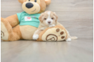 Playful Multipoo Poodle Mix Puppy