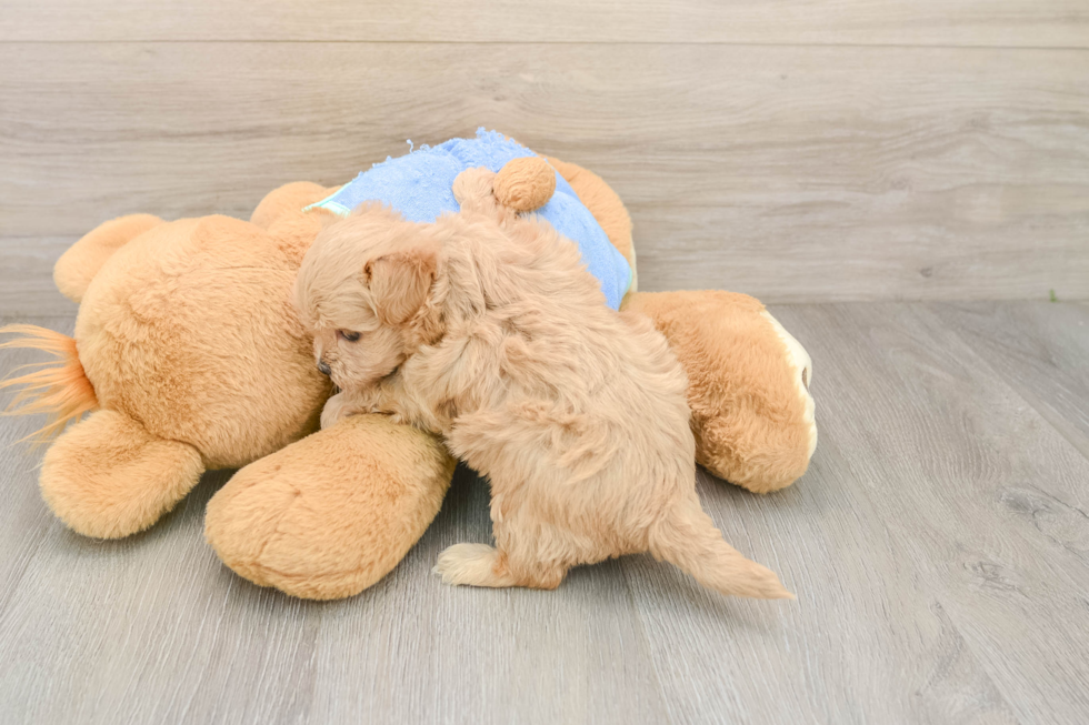 Funny Maltipoo Poodle Mix Pup