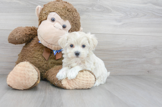 Cute Maltipoo Poodle Mix Pup