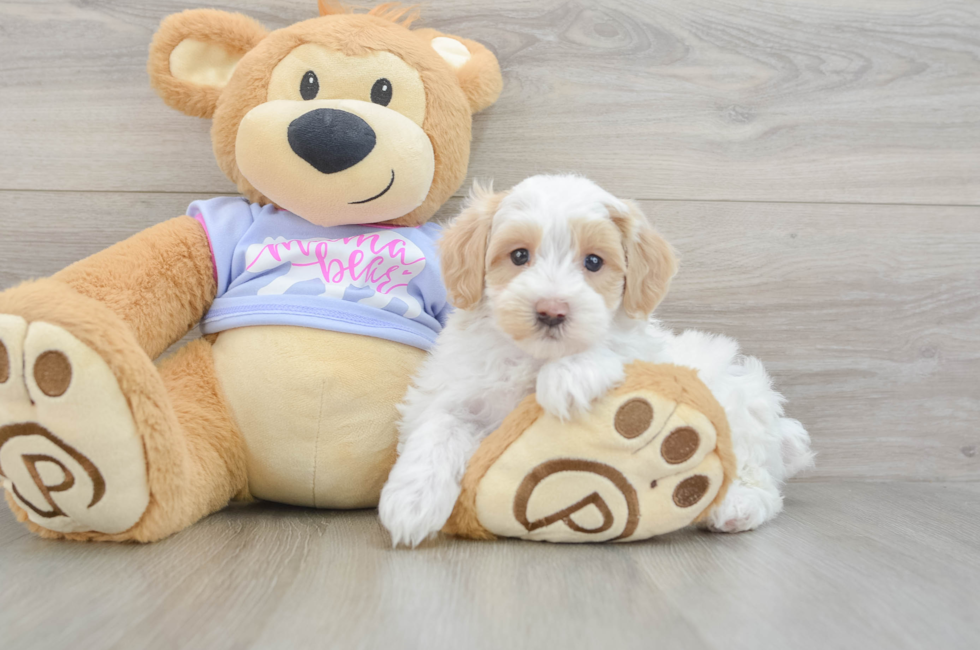 5 week old Maltipoo Puppy For Sale - Florida Fur Babies