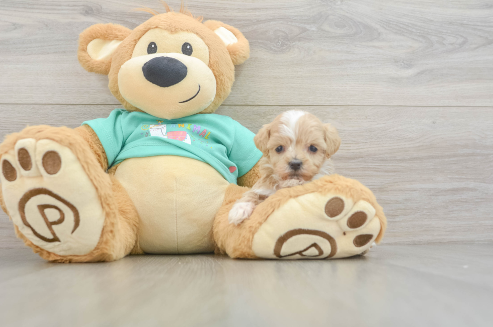 9 week old Maltipoo Puppy For Sale - Florida Fur Babies
