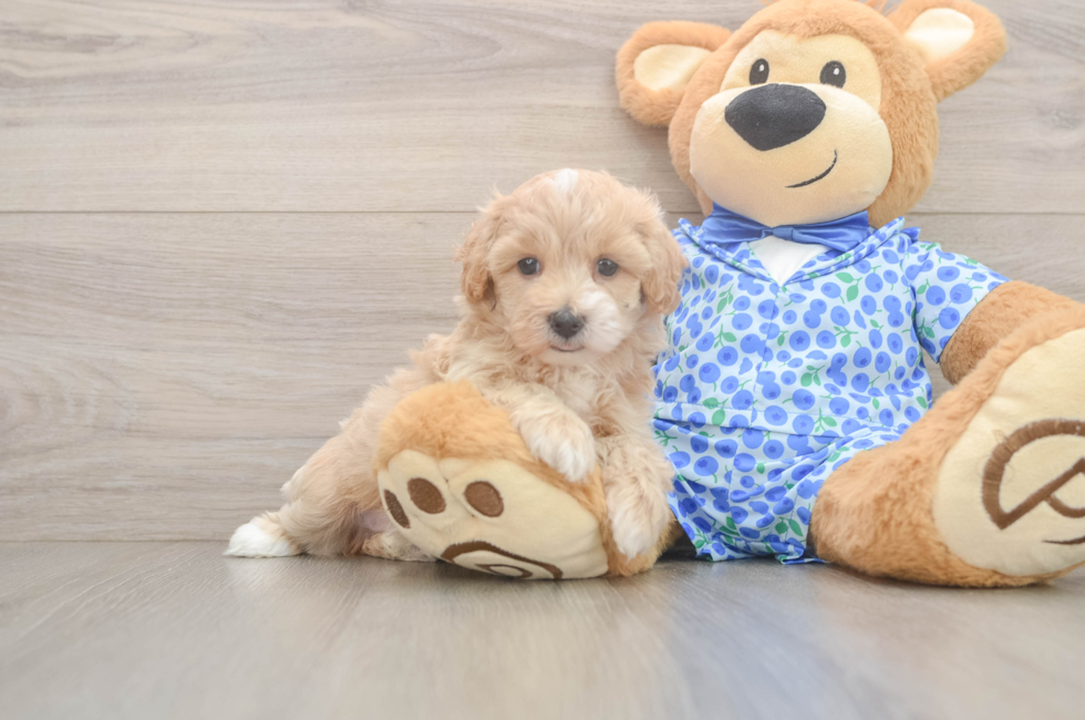 5 week old Maltipoo Puppy For Sale - Florida Fur Babies