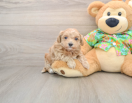 8 week old Maltipoo Puppy For Sale - Florida Fur Babies