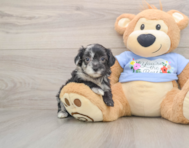 8 week old Maltipoo Puppy For Sale - Florida Fur Babies