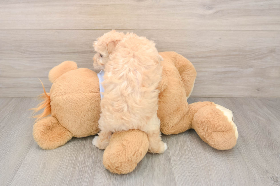 Best Maltipoo Baby