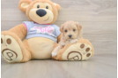 Energetic Maltepoo Poodle Mix Puppy