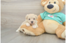 Popular Maltipoo Poodle Mix Pup