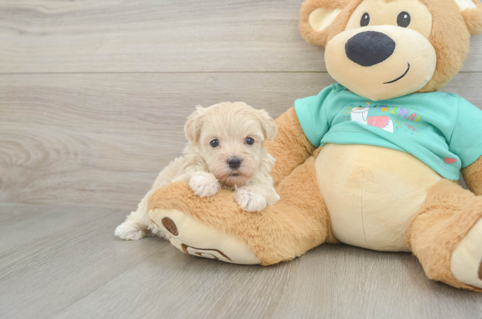 5 week old Maltipoo Puppy For Sale - Florida Fur Babies