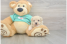 Maltipoo Pup Being Cute