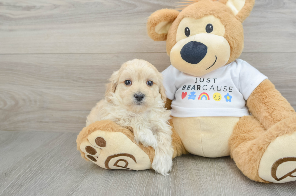 6 week old Maltipoo Puppy For Sale - Florida Fur Babies