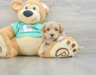 8 week old Maltipoo Puppy For Sale - Florida Fur Babies