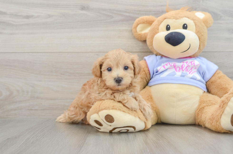 5 week old Maltipoo Puppy For Sale - Florida Fur Babies