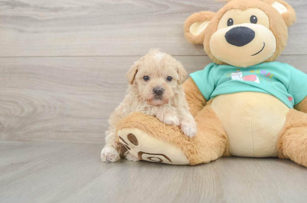 5 week old Maltipoo Puppy For Sale - Florida Fur Babies