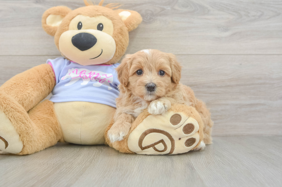 5 week old Maltipoo Puppy For Sale - Florida Fur Babies