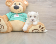 8 week old Maltipoo Puppy For Sale - Florida Fur Babies