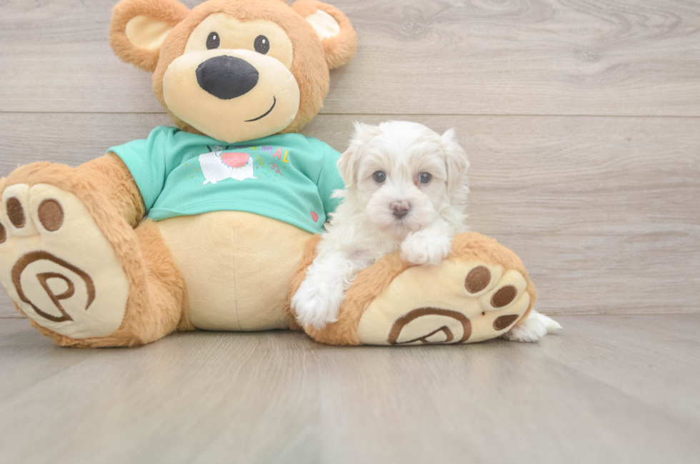 5 week old Maltipoo Puppy For Sale - Florida Fur Babies