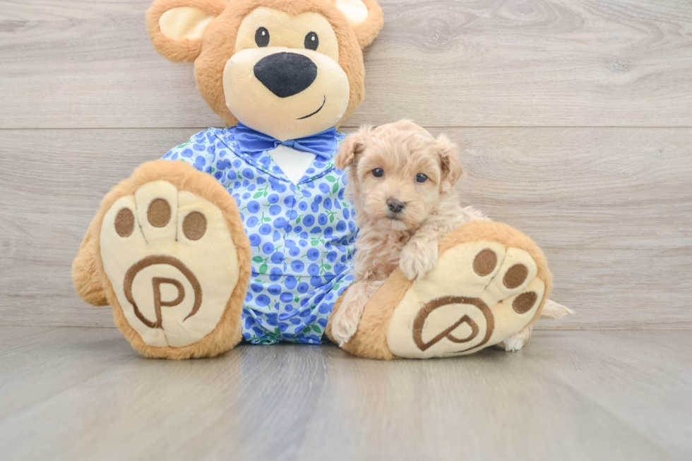 Maltipoo Pup Being Cute