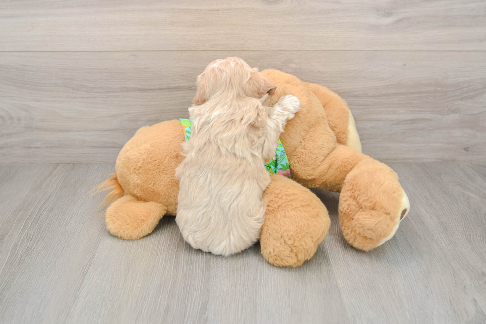 Maltipoo Pup Being Cute