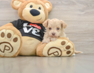 7 week old Maltipoo Puppy For Sale - Florida Fur Babies