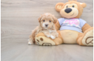 Best Maltipoo Baby