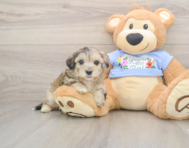 8 week old Maltipoo Puppy For Sale - Florida Fur Babies