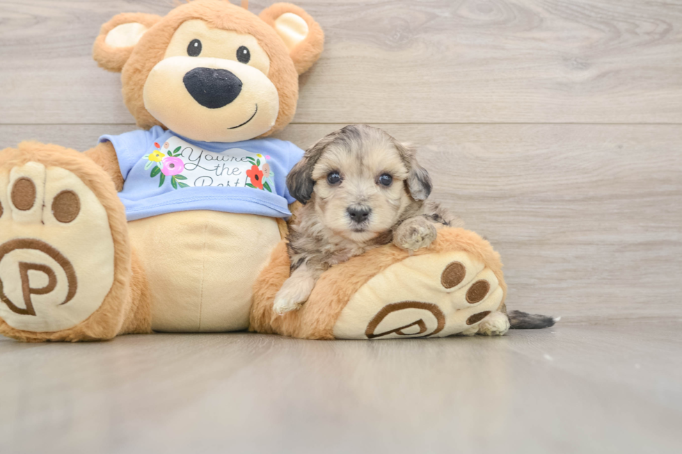 Best Maltipoo Baby