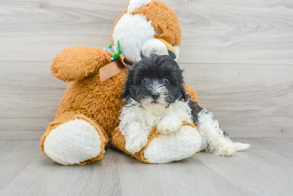 Meet Giovanni - our Maltipoo Puppy Photo 1/3 - Florida Fur Babies