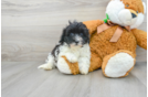 Meet Giovanni - our Maltipoo Puppy Photo 2/3 - Florida Fur Babies