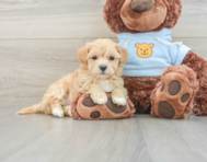 8 week old Maltipoo Puppy For Sale - Florida Fur Babies