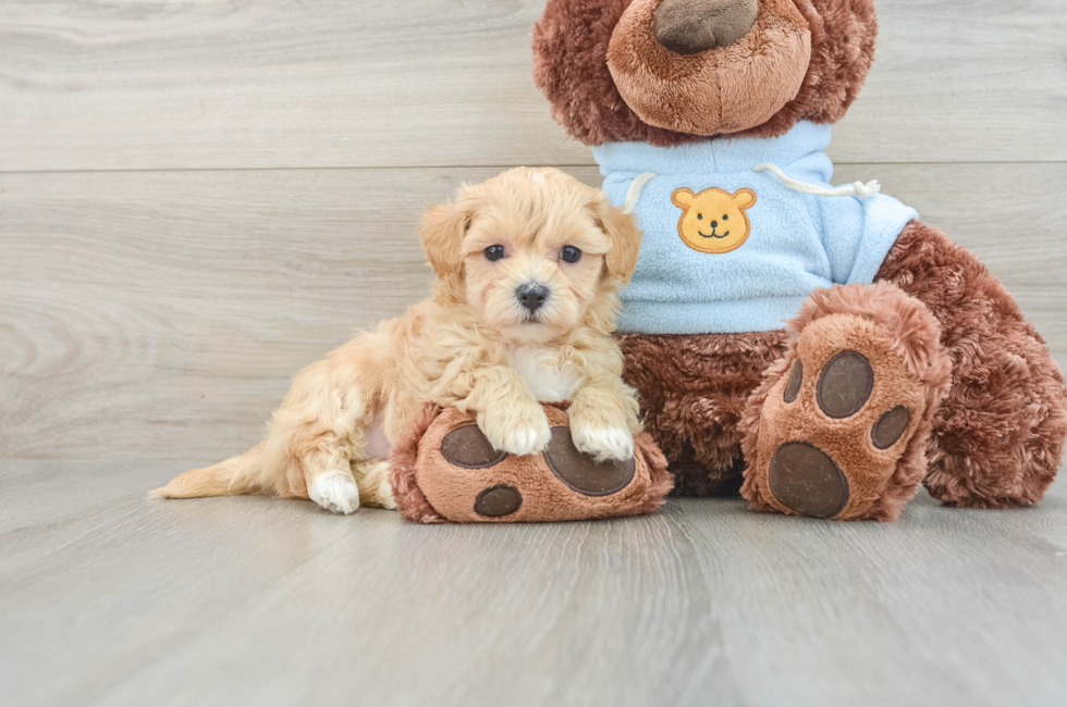 8 week old Maltipoo Puppy For Sale - Florida Fur Babies