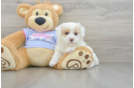 Best Maltipoo Baby