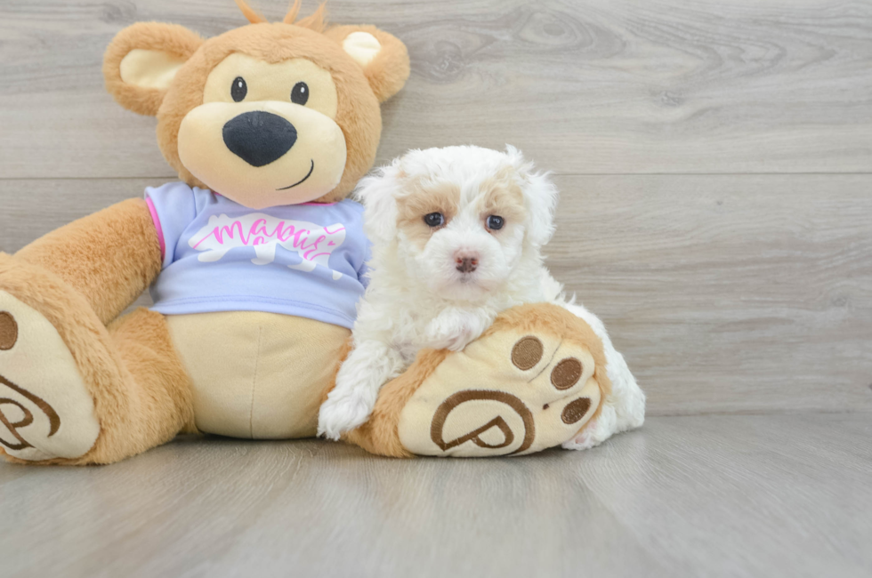 5 week old Maltipoo Puppy For Sale - Florida Fur Babies