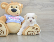 8 week old Maltipoo Puppy For Sale - Florida Fur Babies