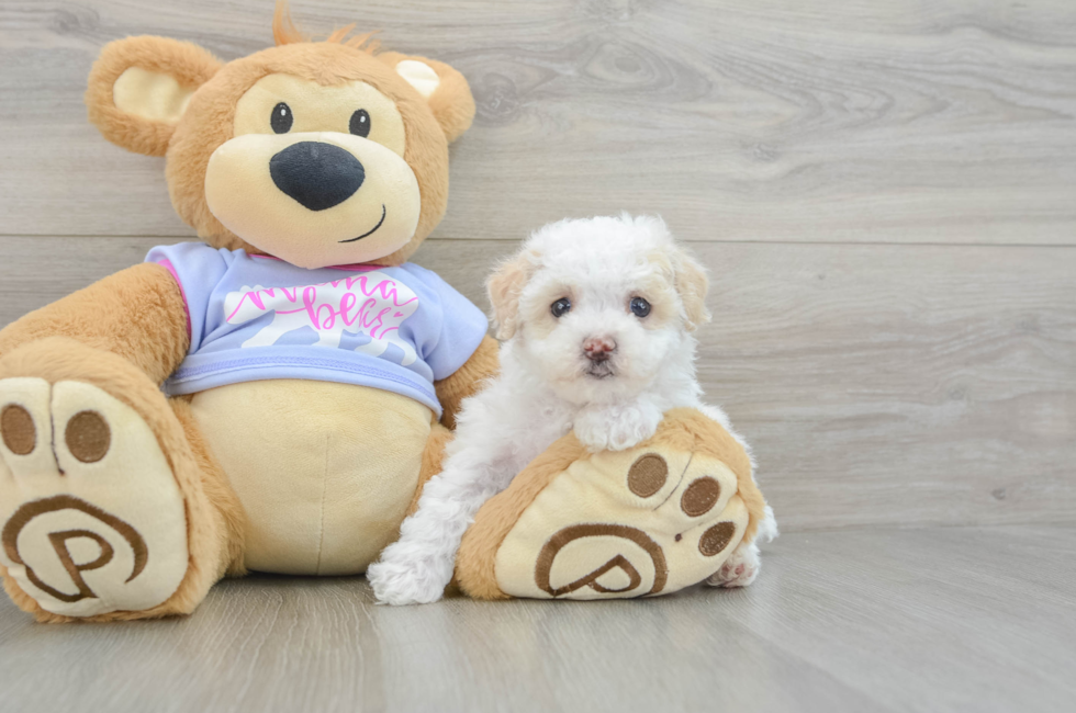 5 week old Maltipoo Puppy For Sale - Florida Fur Babies