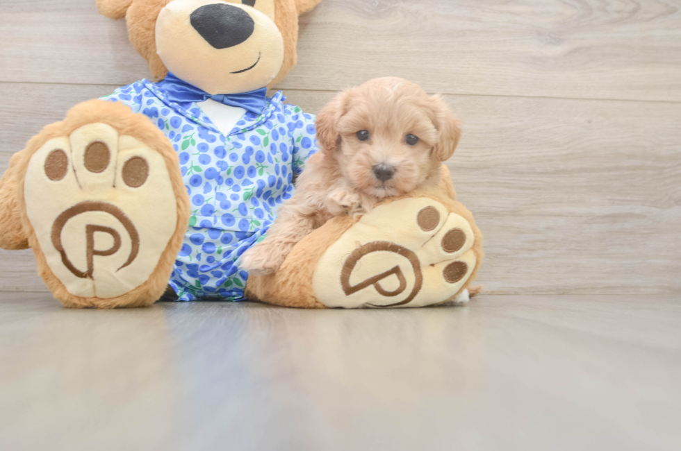 5 week old Maltipoo Puppy For Sale - Florida Fur Babies