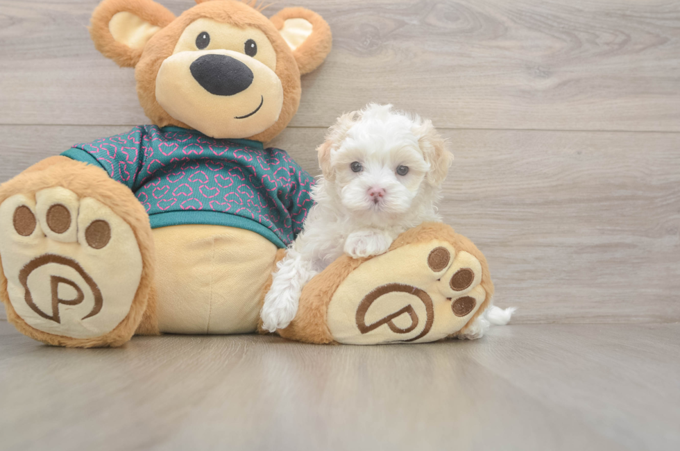 5 week old Maltipoo Puppy For Sale - Florida Fur Babies