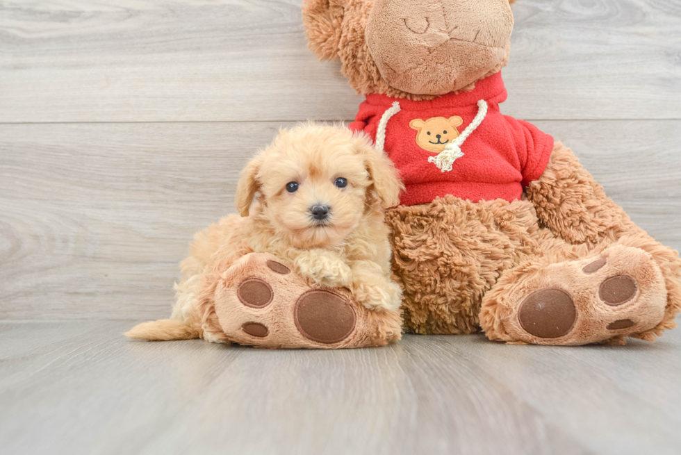 Best Maltipoo Baby