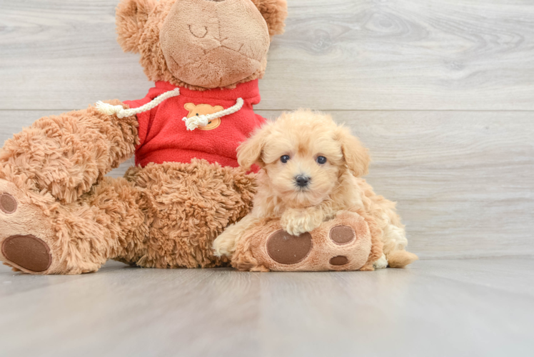 Best Maltipoo Baby