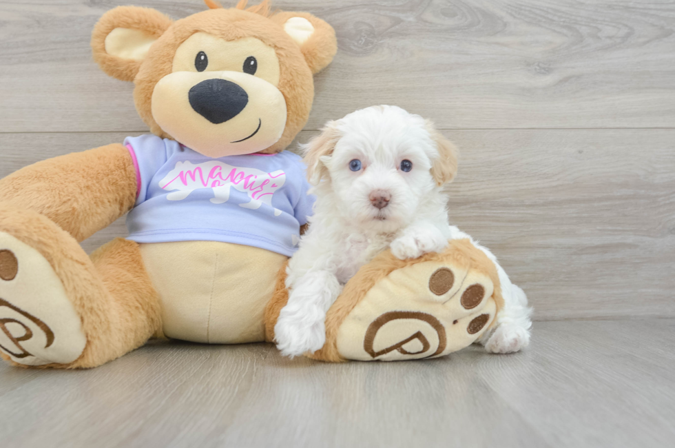 5 week old Maltipoo Puppy For Sale - Florida Fur Babies