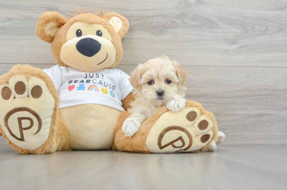 6 week old Maltipoo Puppy For Sale - Florida Fur Babies