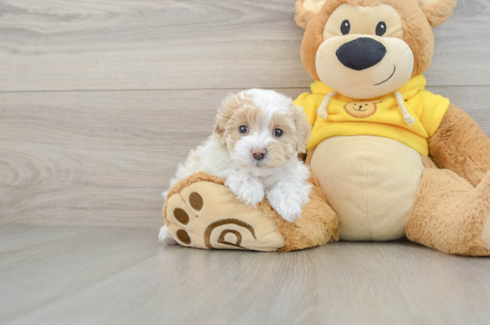 5 week old Maltipoo Puppy For Sale - Florida Fur Babies